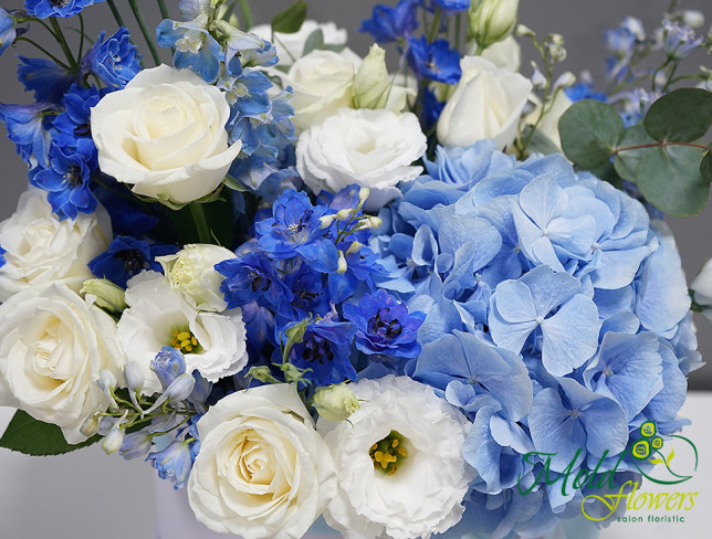 Box with blue hydrangea, ''Blue Lagoon'' photo